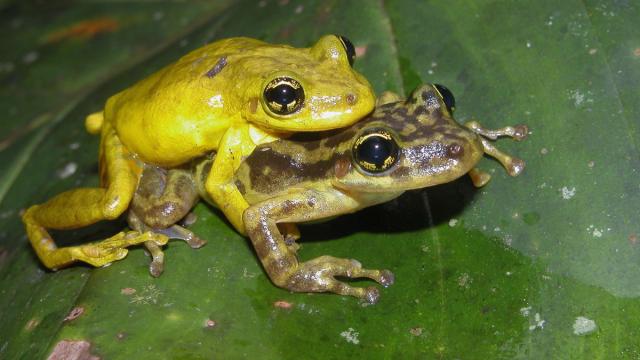 Scinax