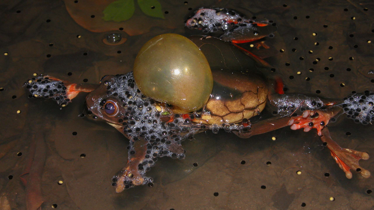 Trachycéphale coriace