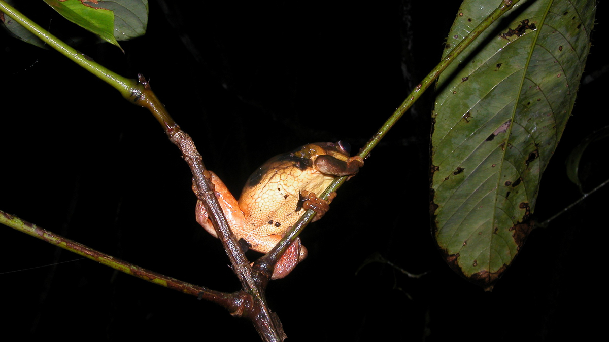 Trachycéphale coriace