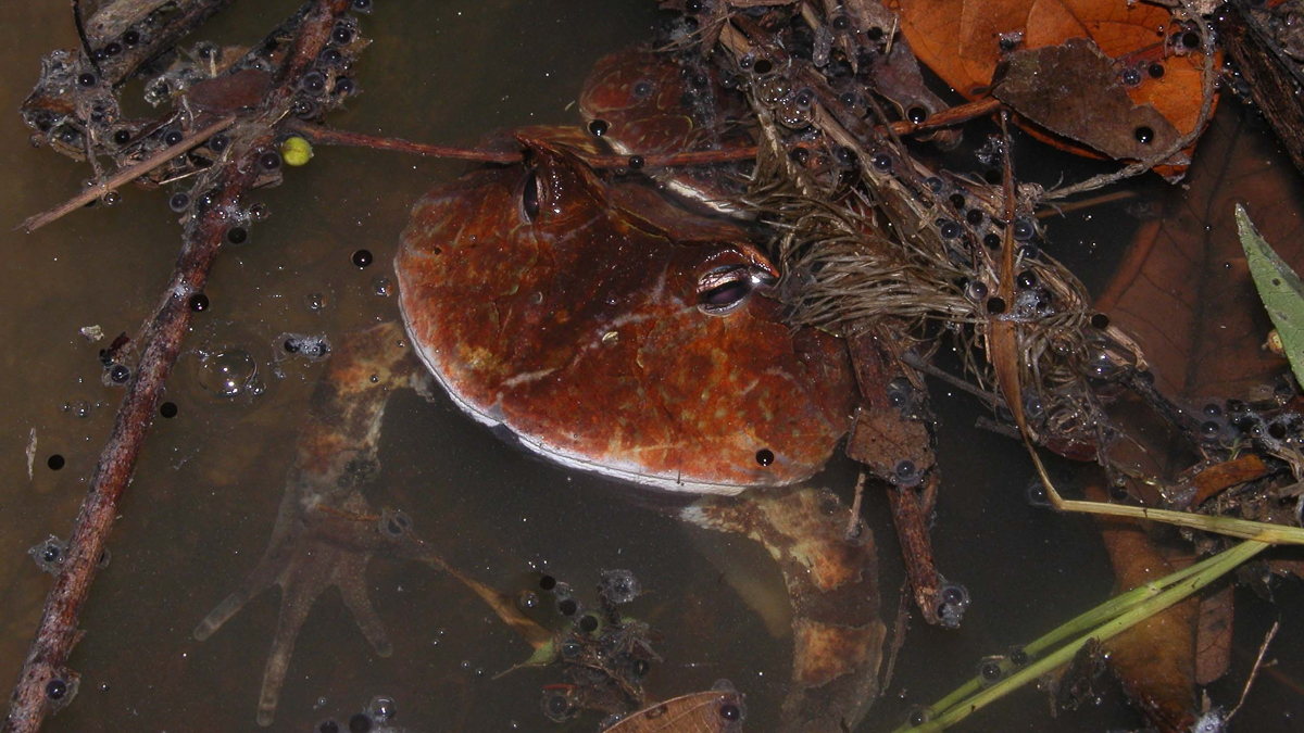 Cératophrys cornu