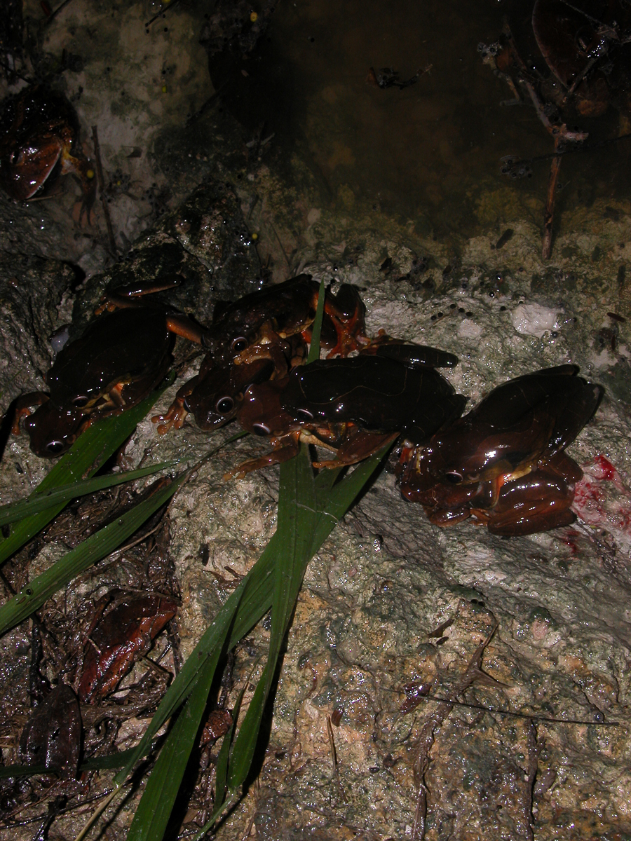 Trachycéphale coriace