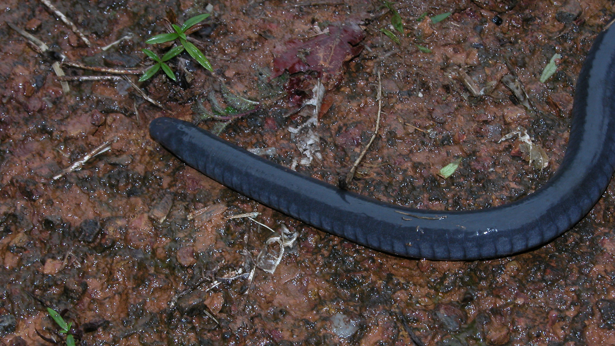 Cécilie tentaculée