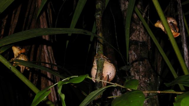 Trachycéphale coriace