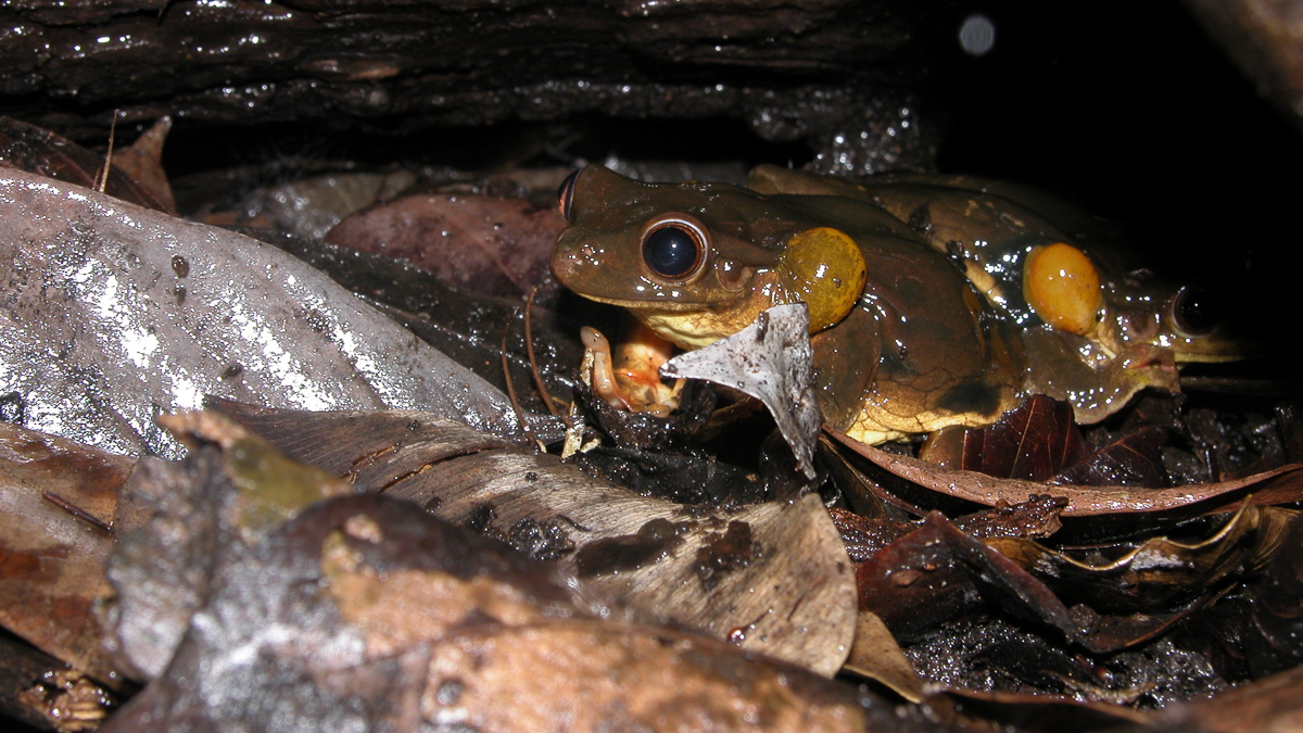Trachycéphale coriace