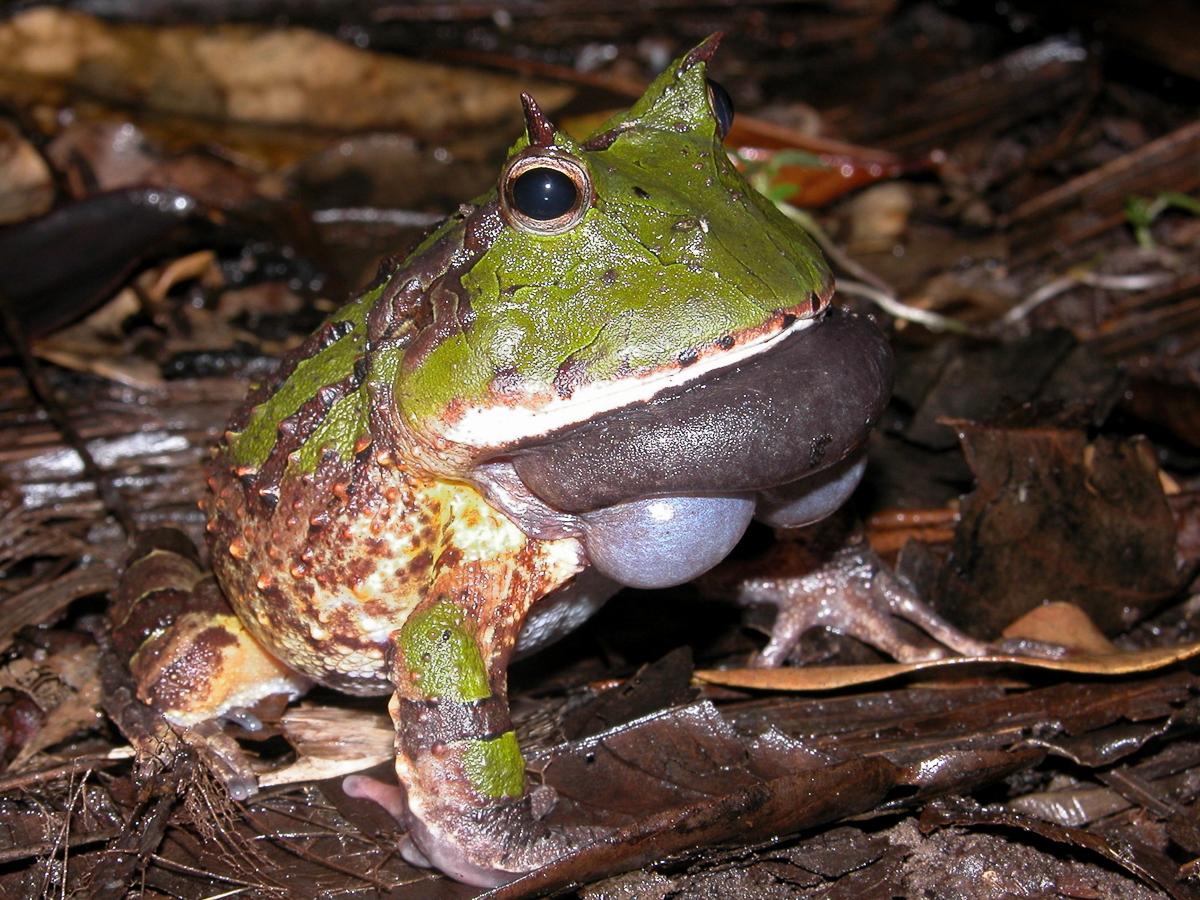 Cératophrys cornu