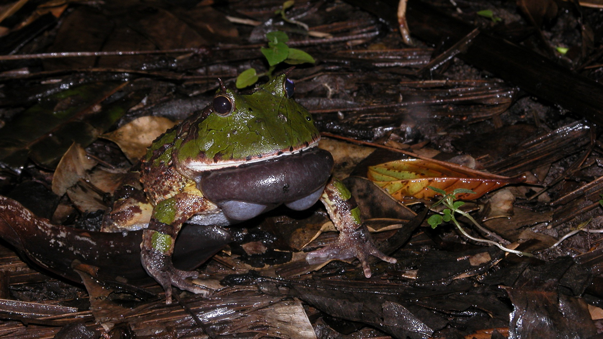 Cératophrys cornu