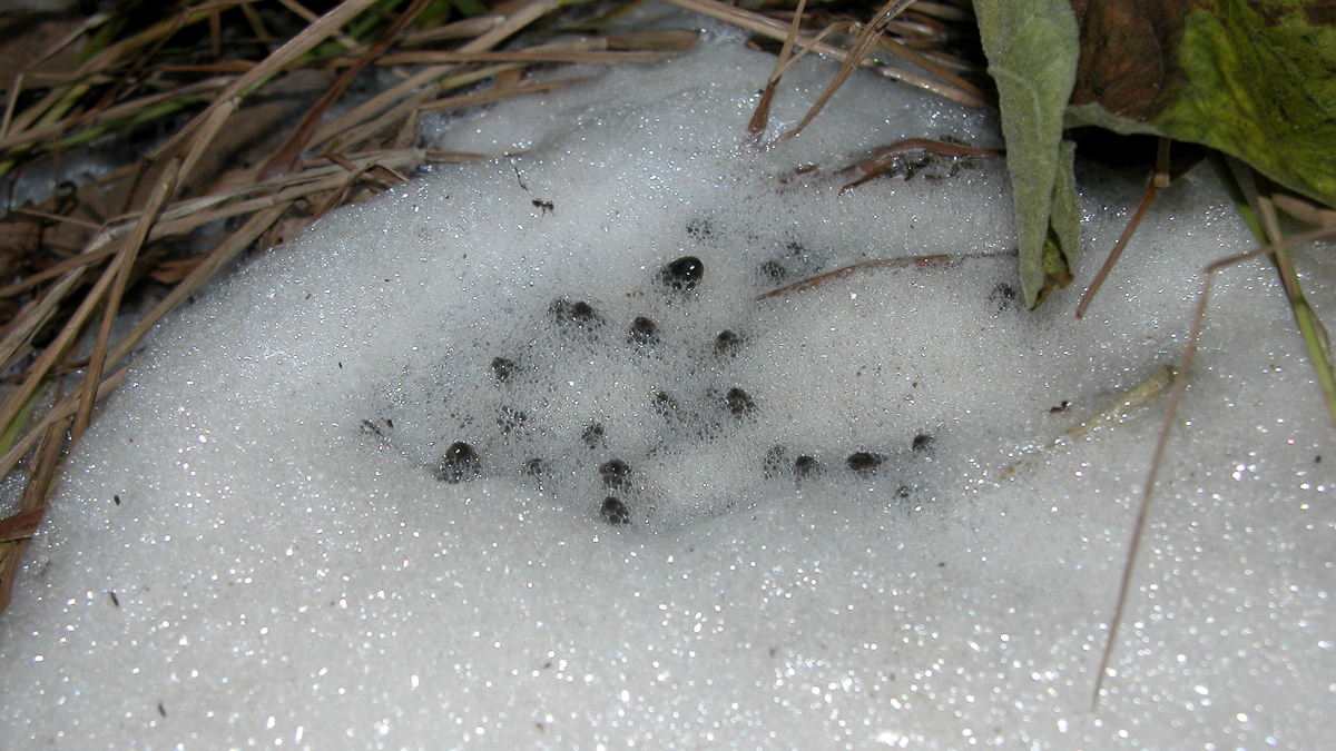 Leptodactyle de Knudsen