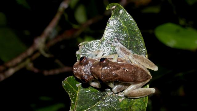 Scinax ruberoculatus