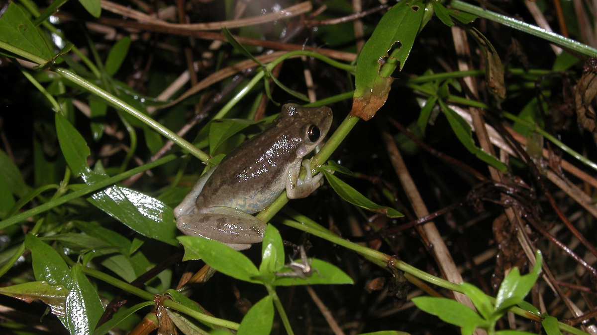 Scinax des maisons