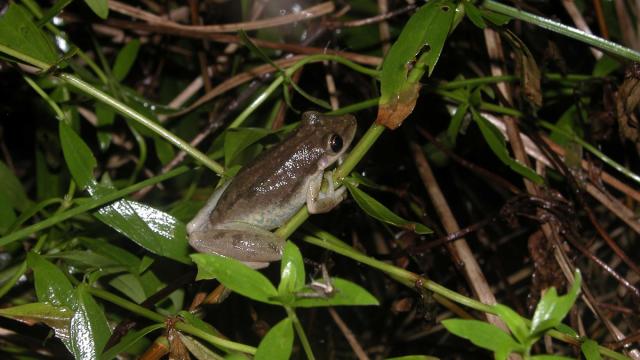 Scinax des maisons