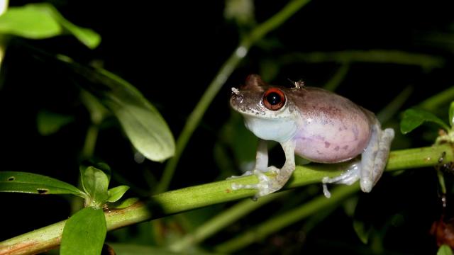 Scinax ruberoculatus