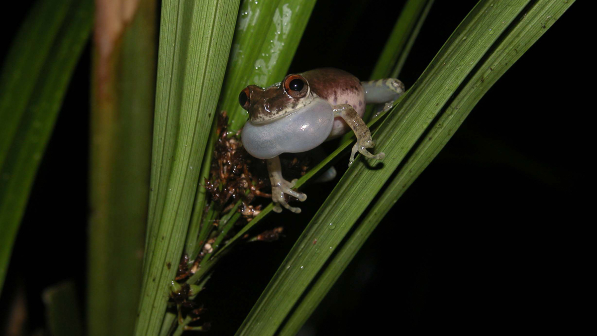 Scinax ruberoculatus