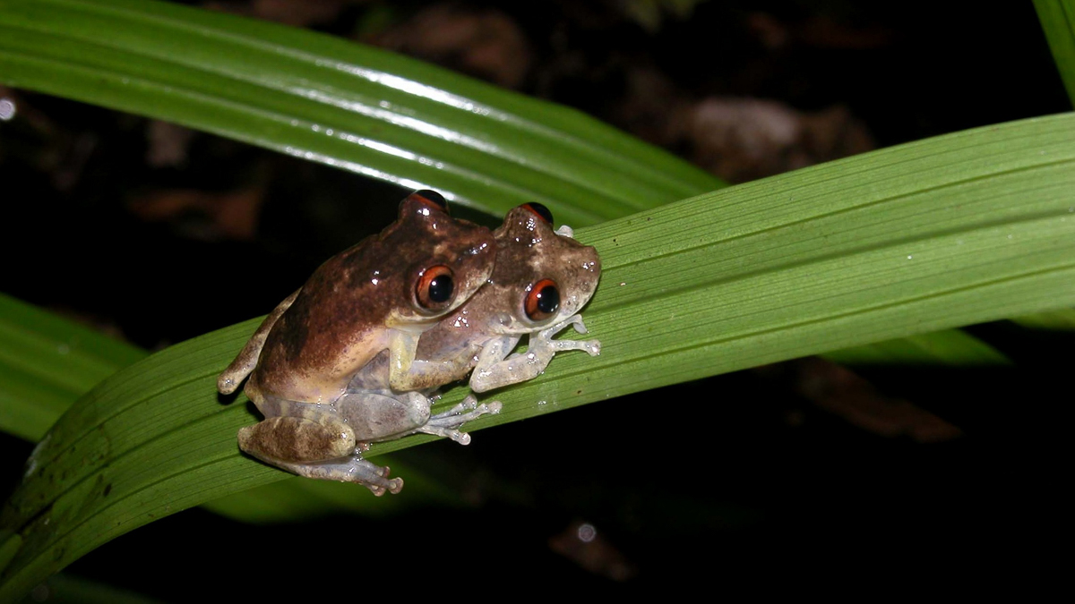 Scinax ruberoculatus