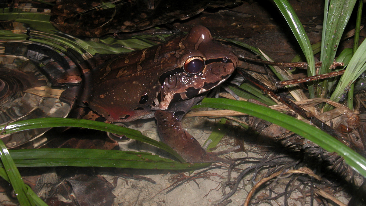 Leptodactyle de Knudsen