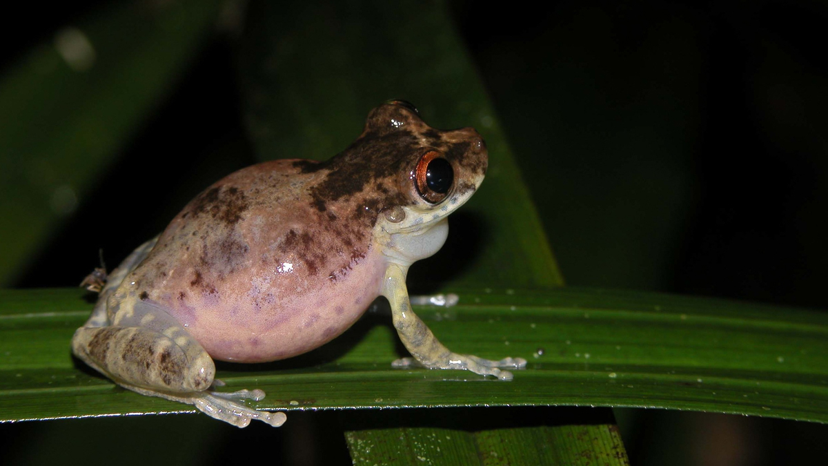 Scinax ruberoculatus