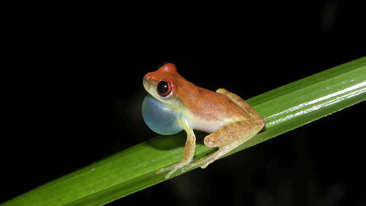 Dendropsophus