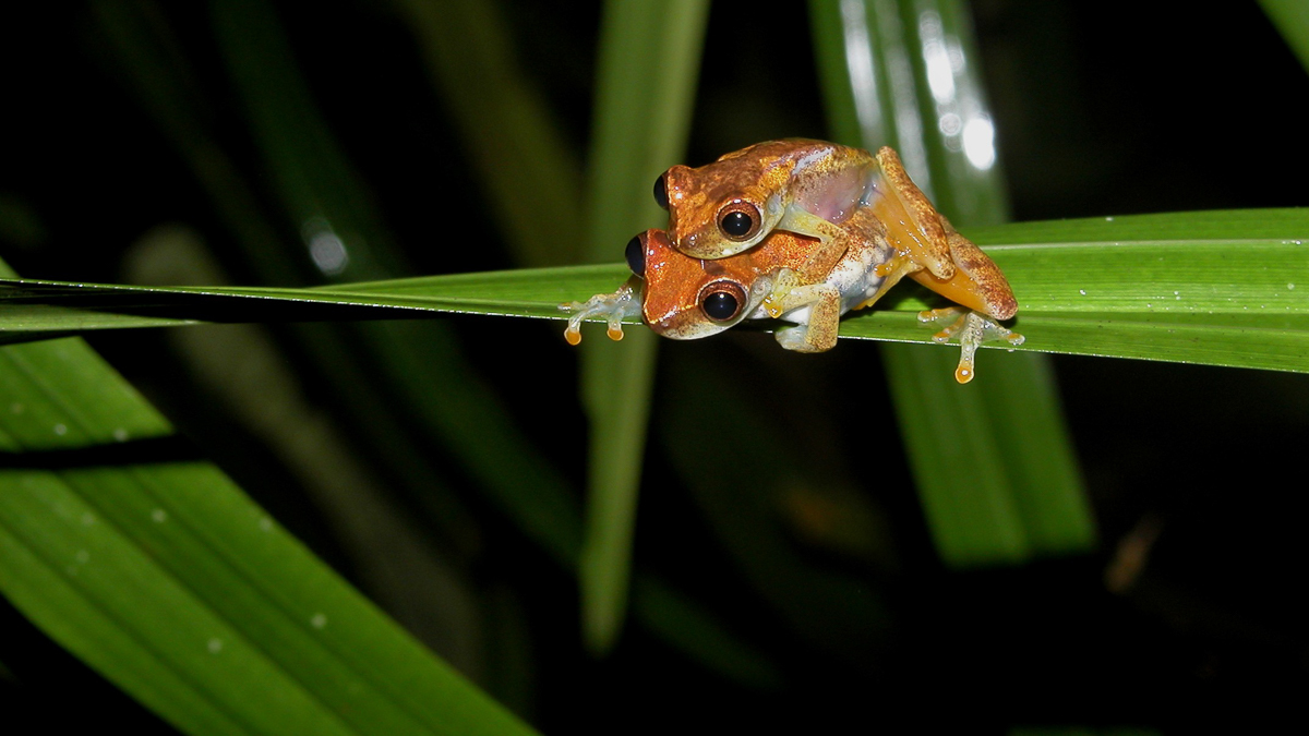 Dendropsophus