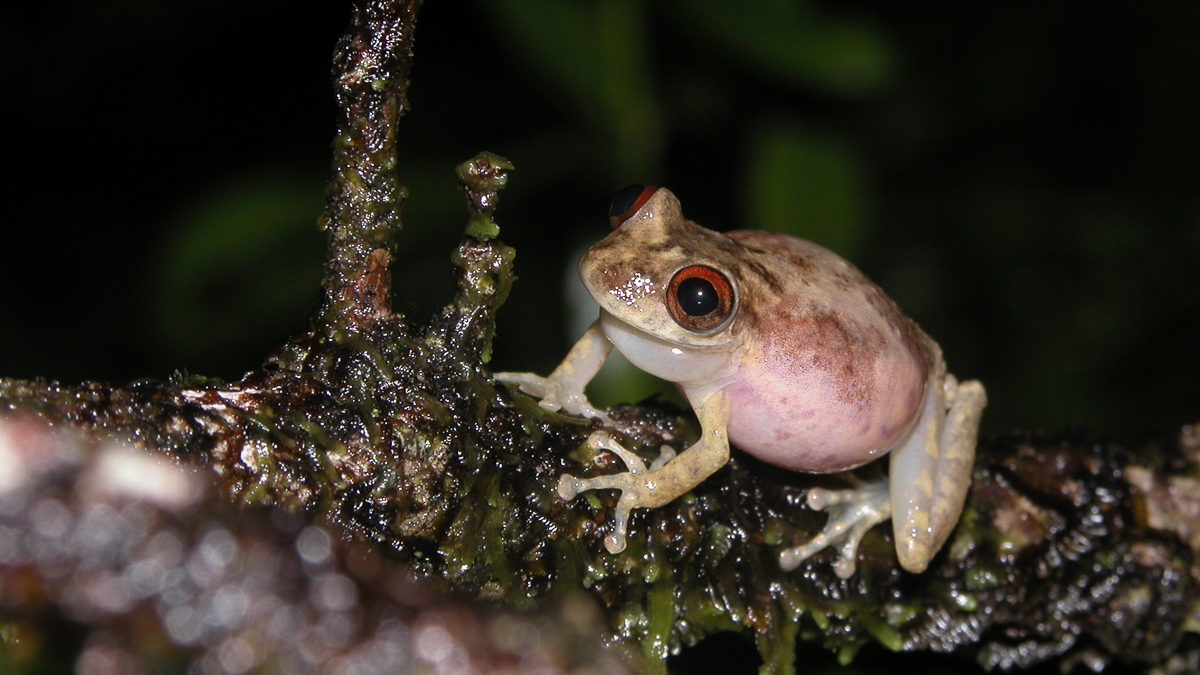 Scinax de Duellman