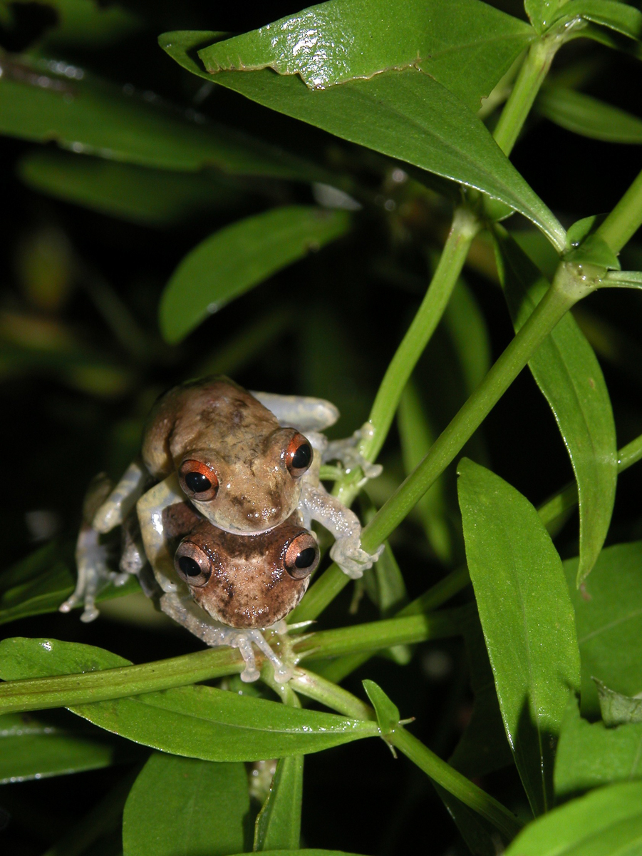 Scinax de Duellman