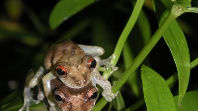 Scinax de Duellman
