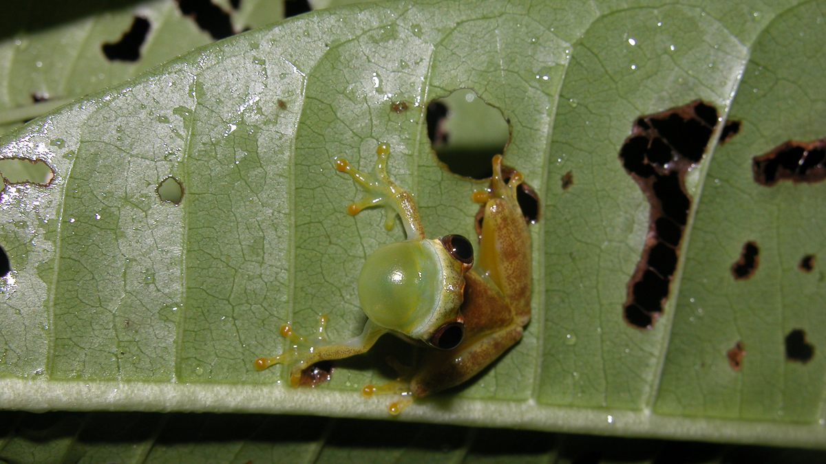 Dendropsophus