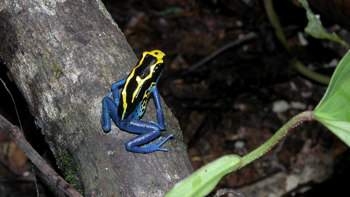Dendrobate à tapirer