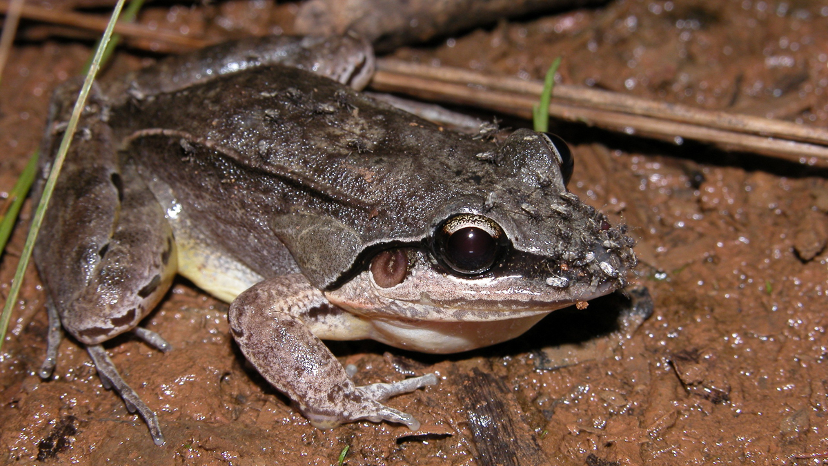 Leptodactyle à moustache
