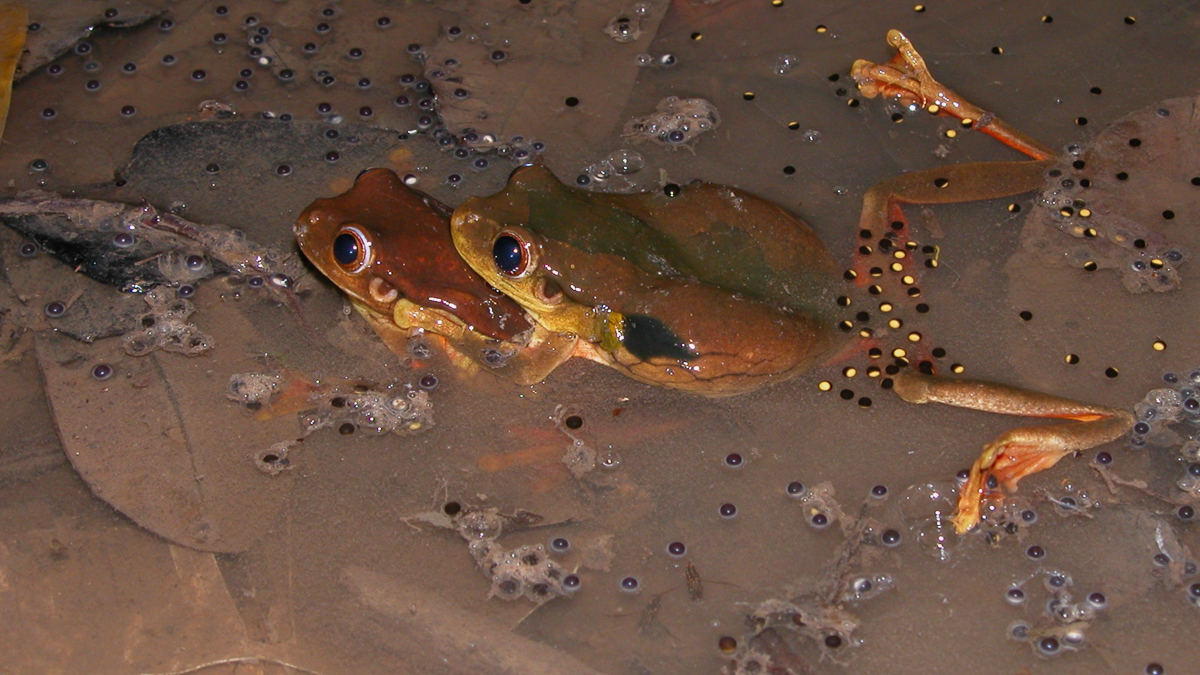 Trachycéphale coriace