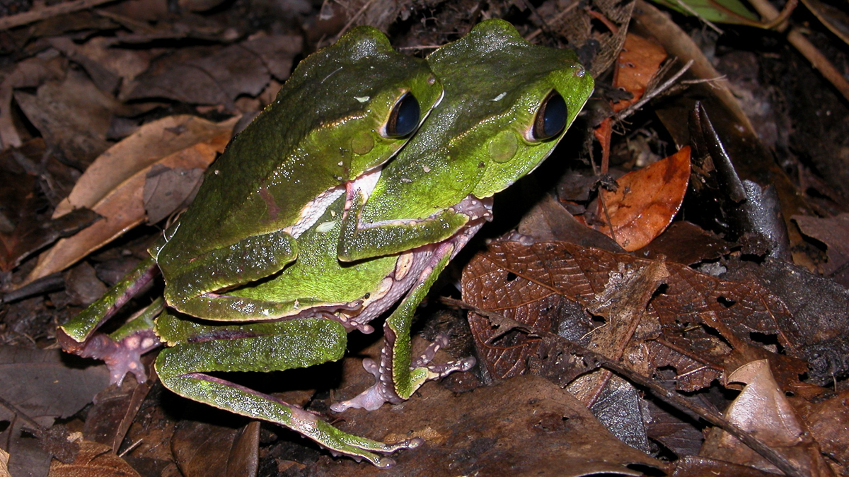 Phylloméduse De Vaillant