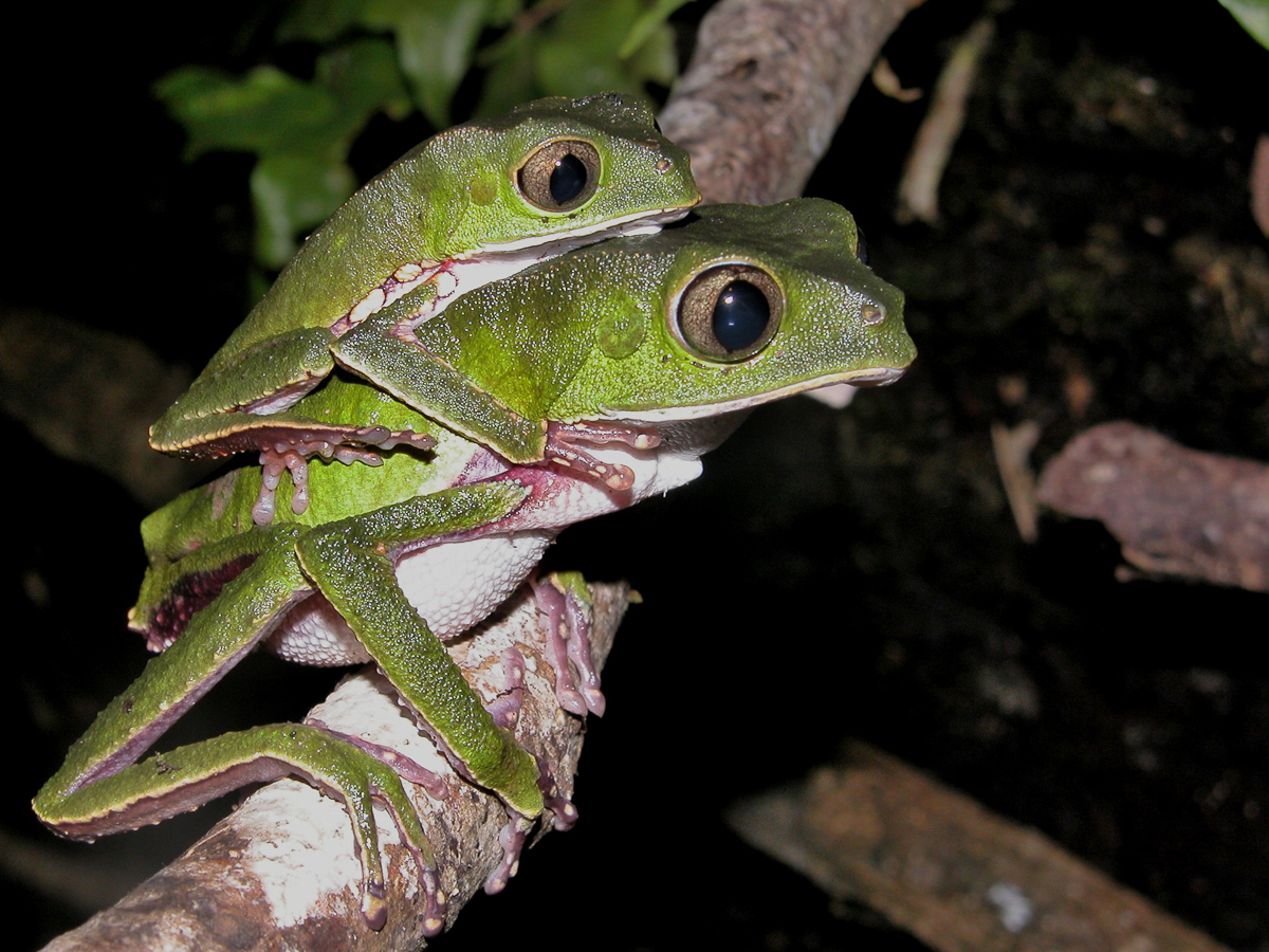 Phylloméduse De Vaillant