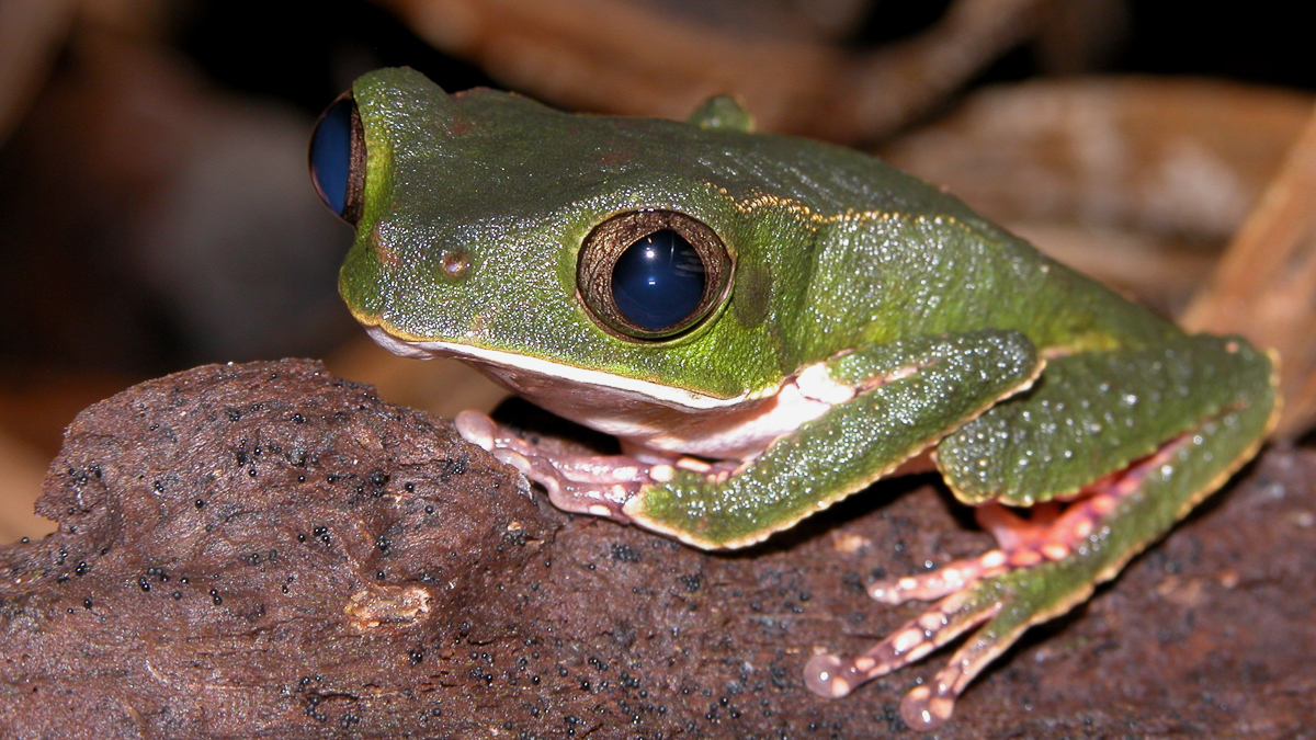 Phylloméduse De Vaillant