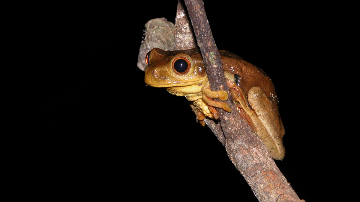 Trachycéphale coriace