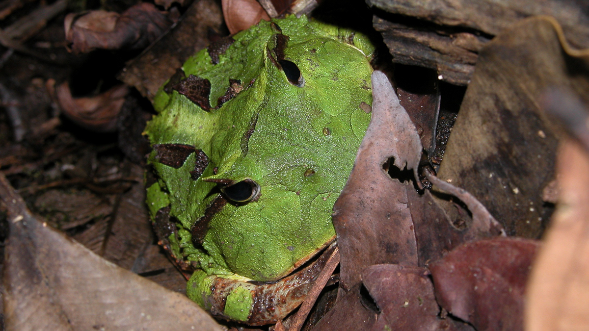 Cératophrys cornu