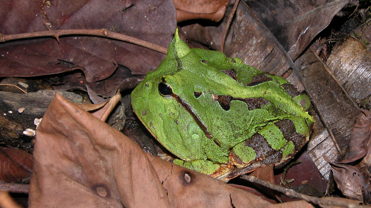 Cératophrys cornu