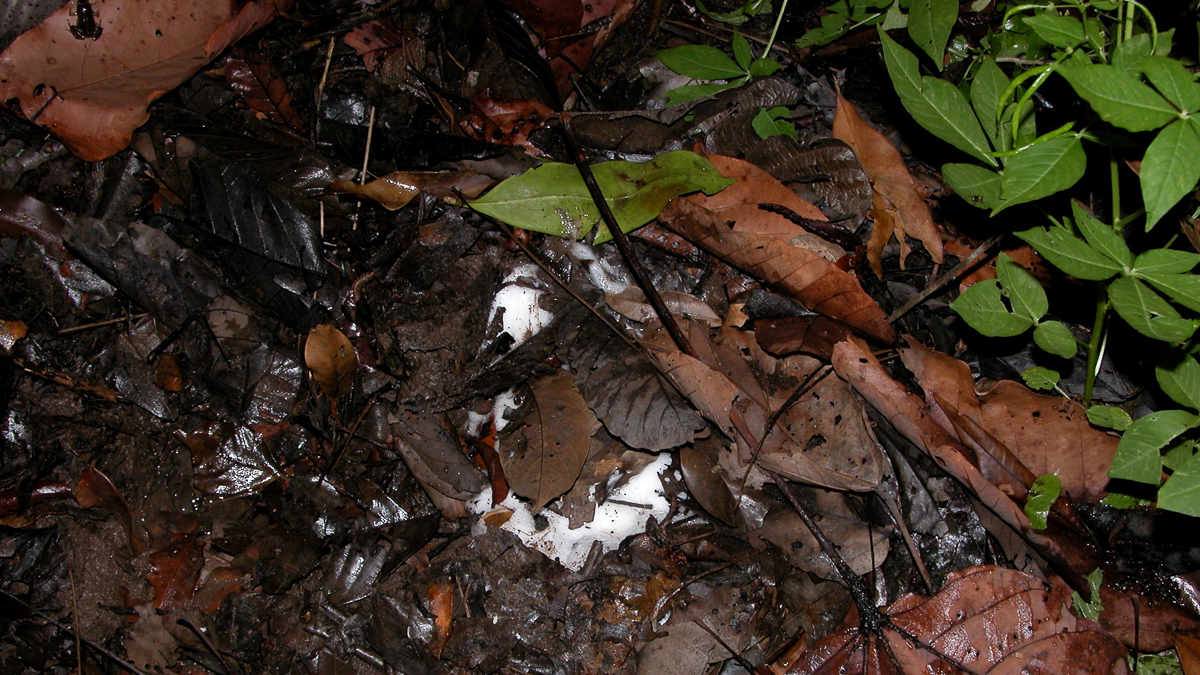 Leptodactyle de Knudsen