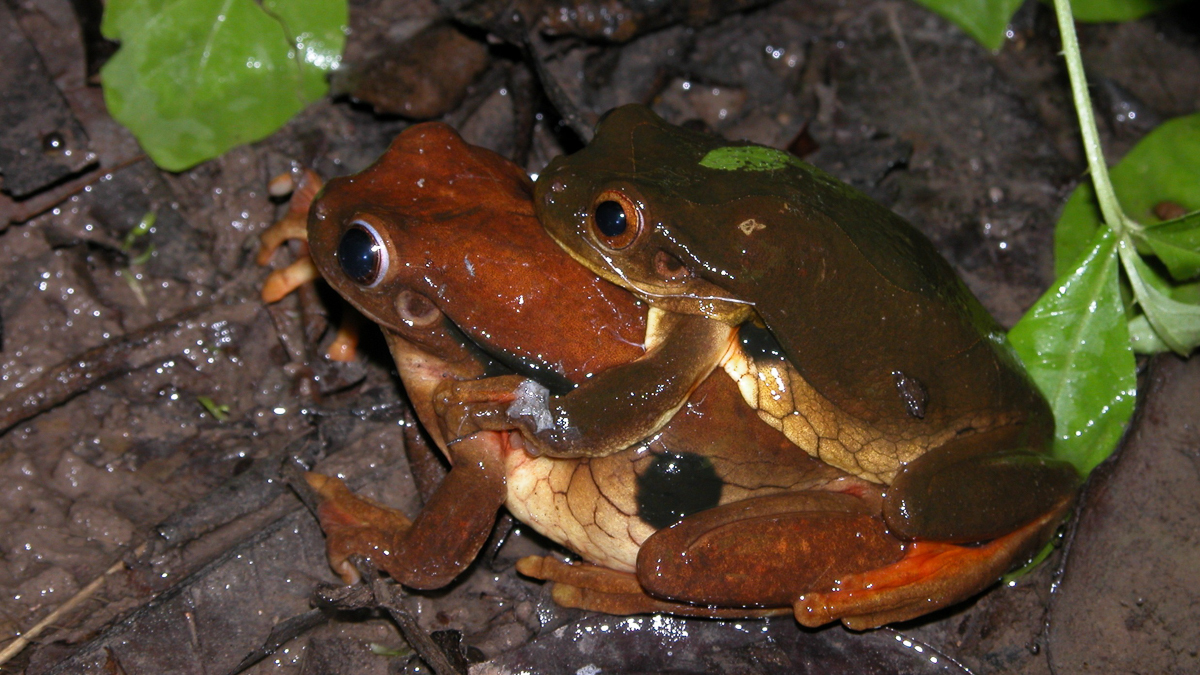 Trachycéphale coriace