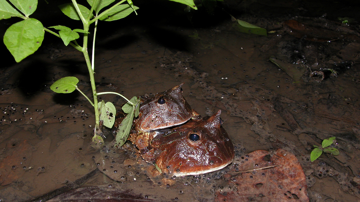 Cératophrys cornu