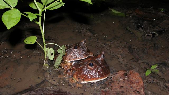 Cératophrys cornu