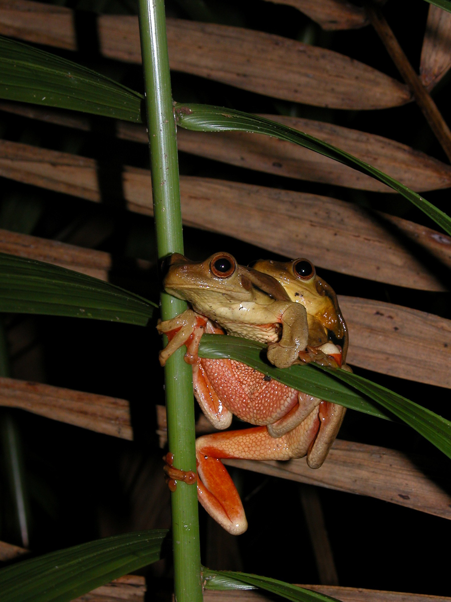Trachycéphale coriace