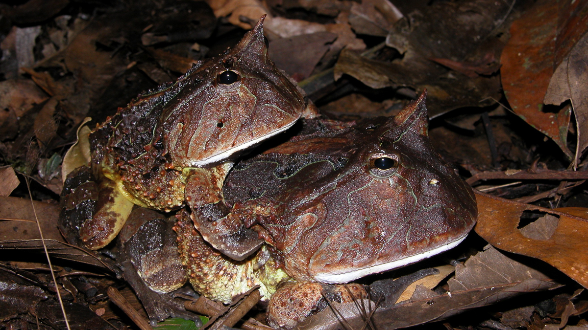 Cératophrys cornu