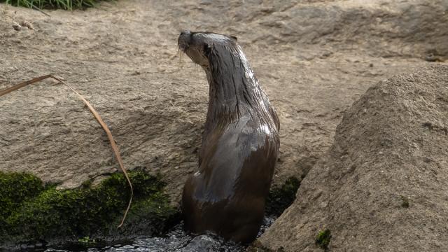 Loutre Deurope Gallery A2X4Ol