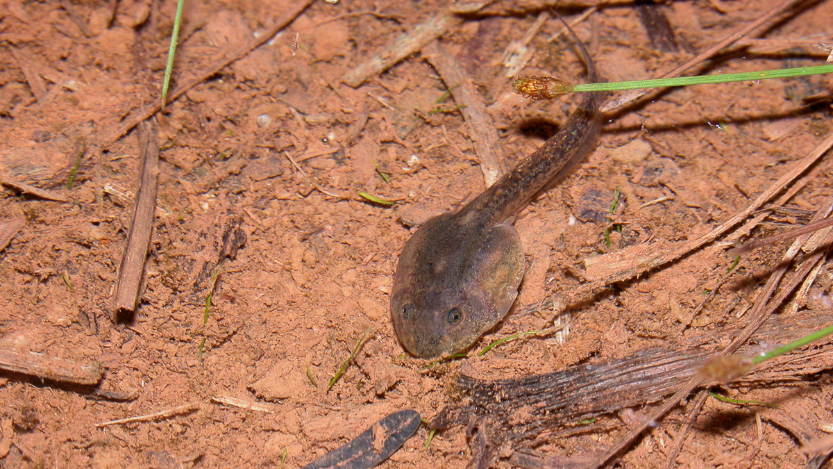 Amphibiens