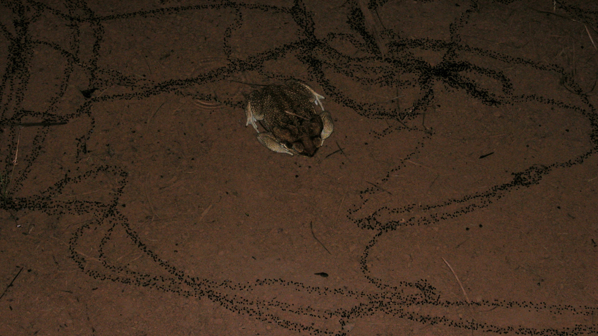 Crapaud buffle