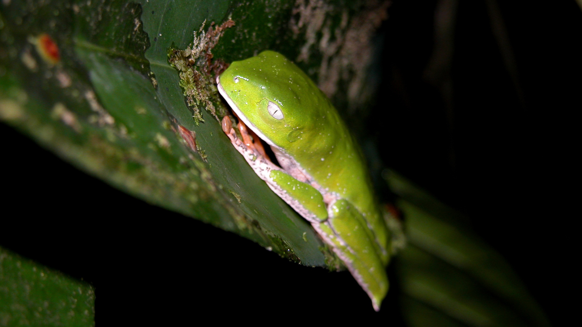 Phylloméduse tigrée