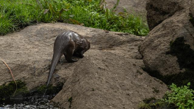 Loutre Deurope Gallery M U J A7H