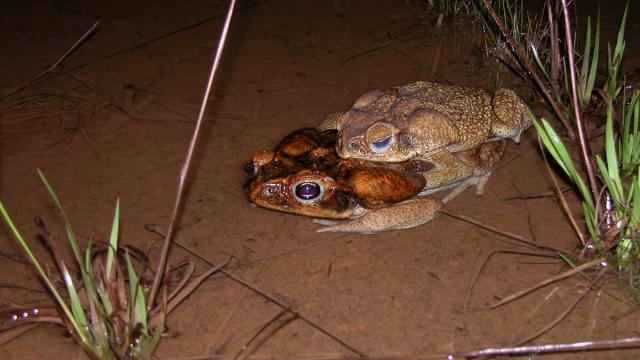 Crapaud buffle