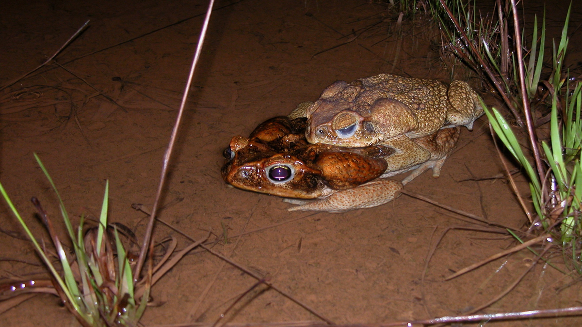 Crapaud buffle