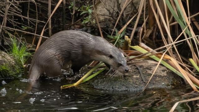 Loutre Deurope Gallery O X5K K4