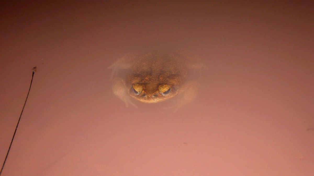 Crapaud buffle