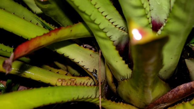 Dendrobate variable